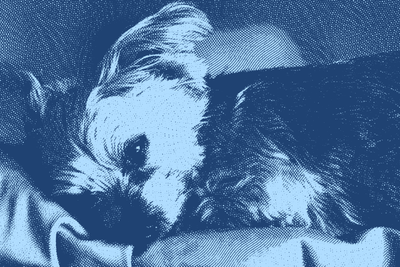 Navigating My Dog’s Journey Into Old Age